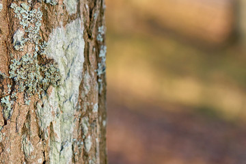 Trunk of a tree with moss and blurred background. Copy space. 