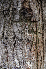 Natural Style Wood Texture, Old