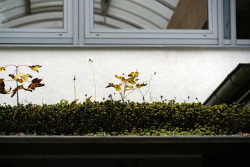 Roofing with different materials is overgrown with moss and other plants