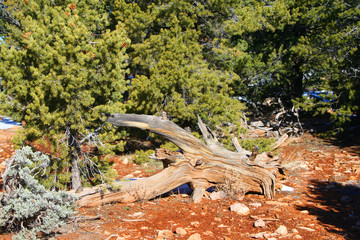 Grand Canyon National Park (AZ 00001)