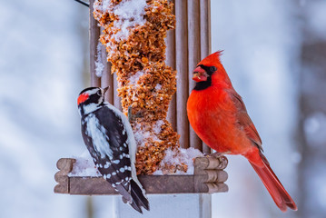 Northern cardinal and woodpecker sitting on bird feeder together
