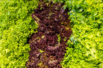 Colored greens on a vegetable counter. Organic background