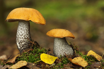 Two beautiful mushrooms grow in the forest. Edible mushrooms with yellow caps. Edible mushrooms in vivo.