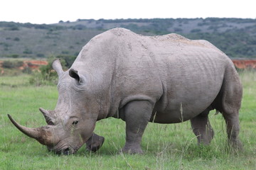 Naklejka premium Rhino grazing in the wild