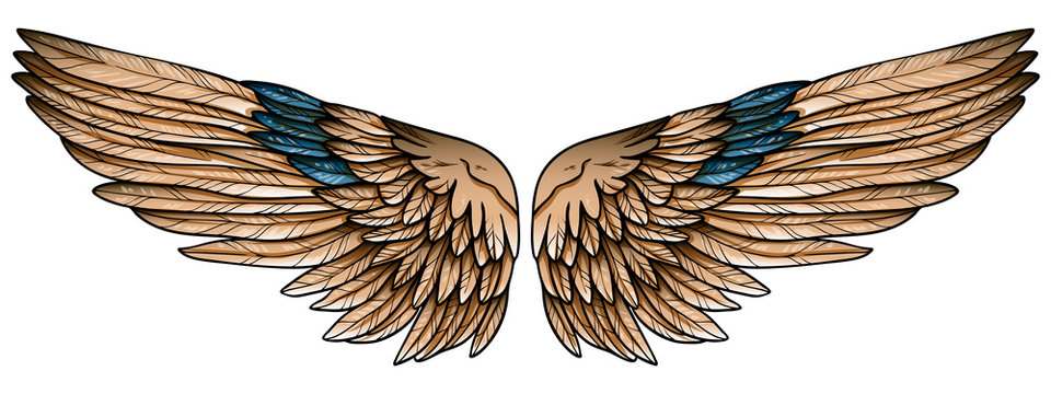 Beautiful spreaded hand drawn eagle brown wings with turquoise feathers, vector