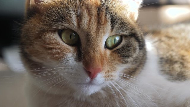 tricolor cat portrait face lifestyle lies on the window light falls on the face. pet care pet