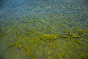 Seaweed on the surface of the water,Green algae pollution on a water surface. Ecological concept,Algae on the surface of the water as a background,Close-up of seaweed/kelp on the waters surface,