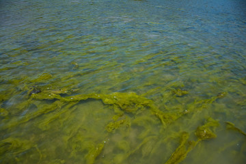 Seaweed on the surface of the water,Green algae pollution on a water surface. Ecological concept,Algae on the surface of the water as a background,Close-up of seaweed/kelp on the waters surface,