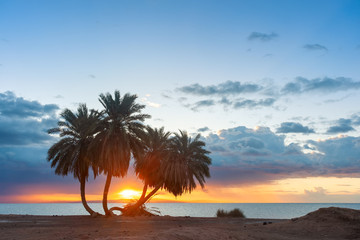 Fototapeta na wymiar Landscape with palms on sandy shore