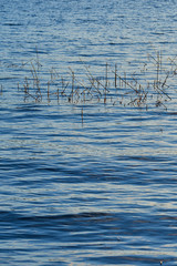 Waving surface of water with dry plant as a natural background.