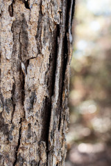 Obraz premium Bark of a tree in the forest with bokeh background close up ~BARK OF A TREE~