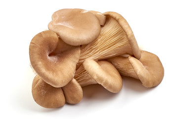 Oyster mushrooms - Pleurotus ostreatus, isolated on white background