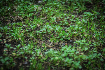 green-re hearts of nature  