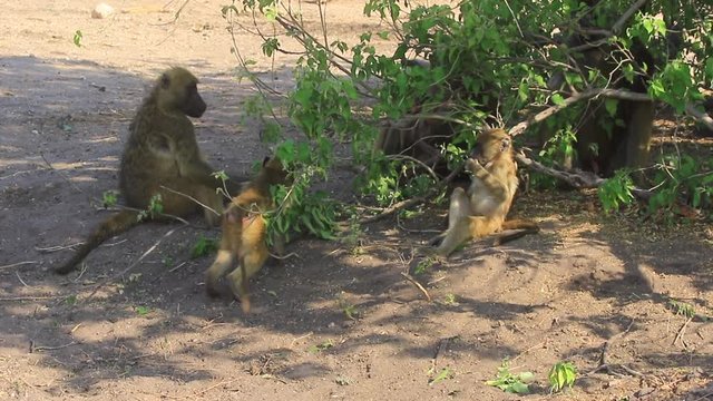 Two young Chamca Baboons play with a small infant in the troop