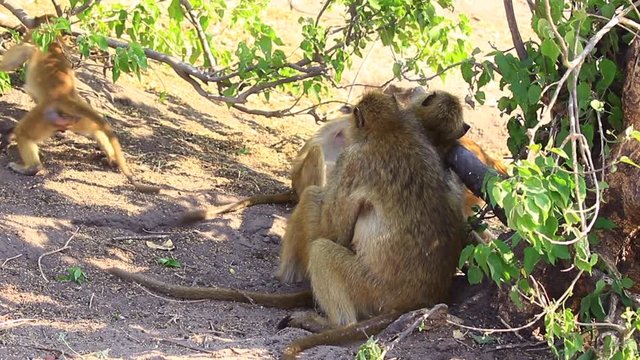 Young Yellow Baboons play while an adult grooms another in the shade