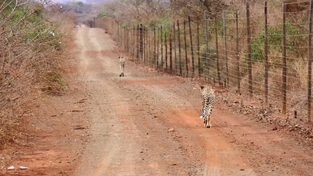 Two African Cheetahs walk along roadside fence in Thanda Reserve
