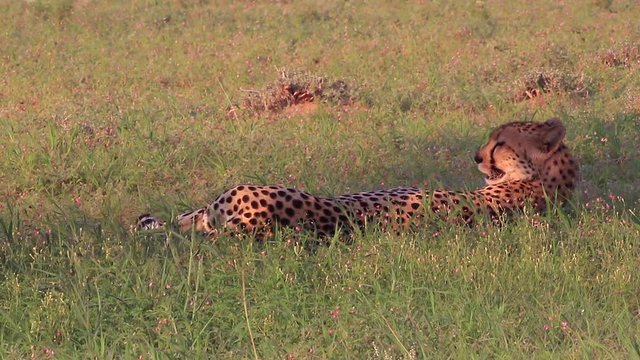 Mature cheetah lies in shade on the savanna, panting in the dry heat