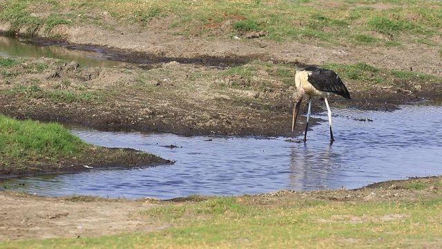 Marabou Stork explores shallow water on the savanna, Chobe Botswana