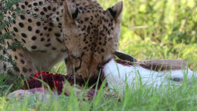 Graphic close-up: Mature Kalahari cheetah eating a Springbok Antelope