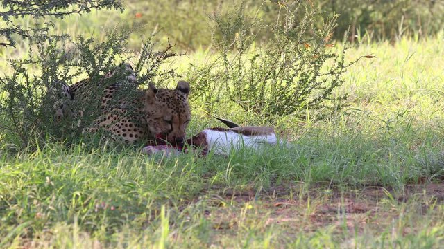 Graphic: Mature Kalahari cheetah eats a recently killed Springbok