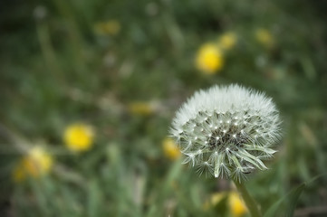 dandelion in the grass
