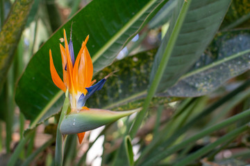 Obraz premium Strelitzia or bird of paradise flower