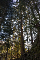 High Trees Altindere Valley National Park. Trabzon Turkey