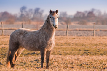 Chevaux et poneys de la Baie de Somme