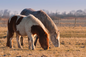 Fototapeta premium Chevaux et poneys de la Baie de Somme
