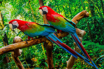 Green Wing Macaws - obrazy, fototapety, plakaty