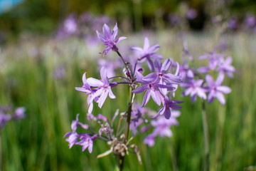 purple flowers in the garden