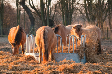 Chevaux Henson en Paturâge d'hiver.
