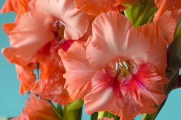 Bouquet of orange-peach gladioli closeup