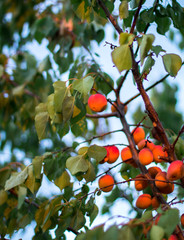 ripe red apricots on the tree branch