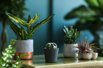 Stylish floral composition with beautiful plants, cacti and succulents in design and hipster pots...