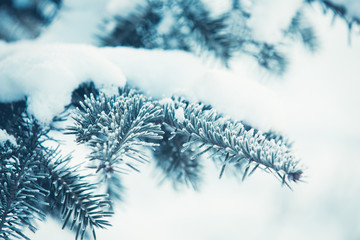 Snowy fir tree branch winter background