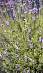 lavender blooms in summer