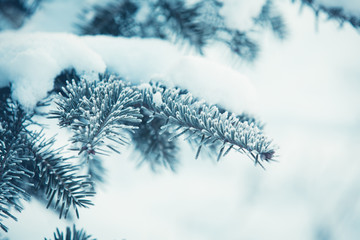 Snowy fir tree branch winter background