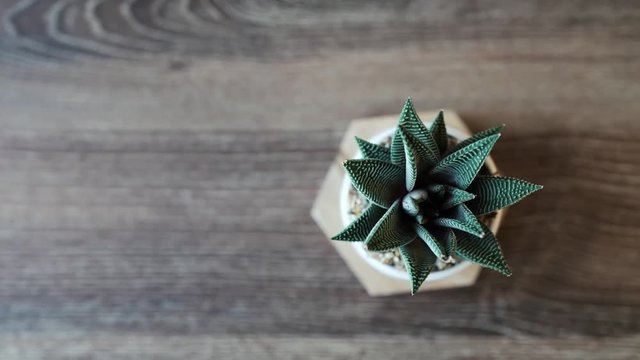 Striped cactus in the living room