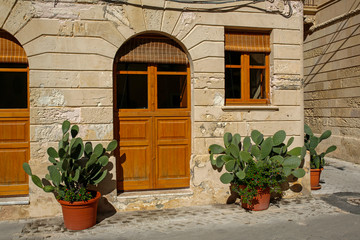 Fototapeta na wymiar cactuses in a flowerpots on the italian street