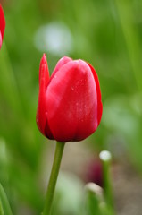 Tulip and tulips in garden