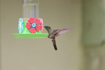 hummingbird and flower