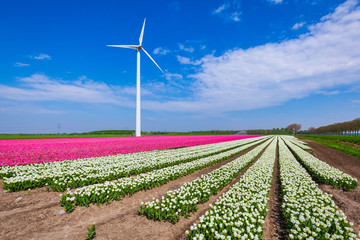 Dutch white and pink tulips in a flower field in Holland