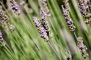 lavender blooms in summer