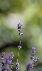 lavender buds in sping