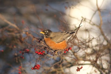 Robin in berry tree