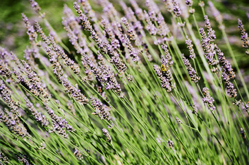 lavender blooms and bumblebee