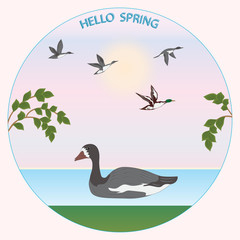 Obraz premium Spring landscape - flying wild ducks, goose swims on the water - round icon - isolated on white background - vector
