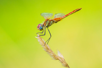 Sympetrum fonscolombii, Red-veined darter or nomad resting on vegetation