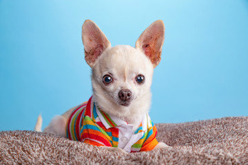 cute chihuahua in a studio shot